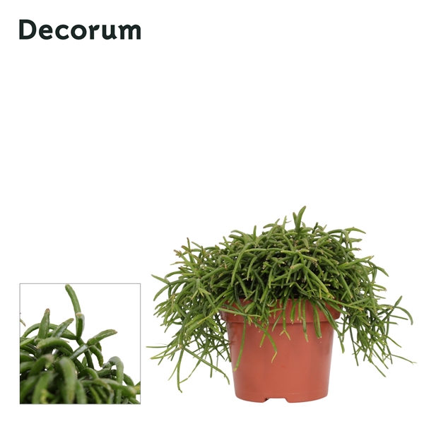 Rhipsalis baccifera Oasis