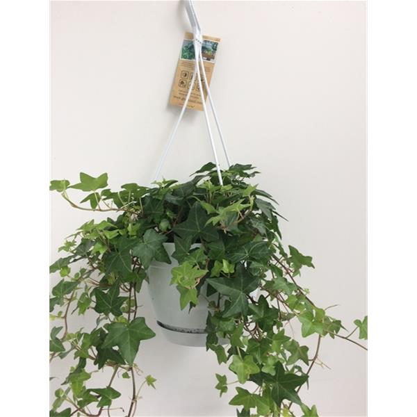 Hedera helix Grün