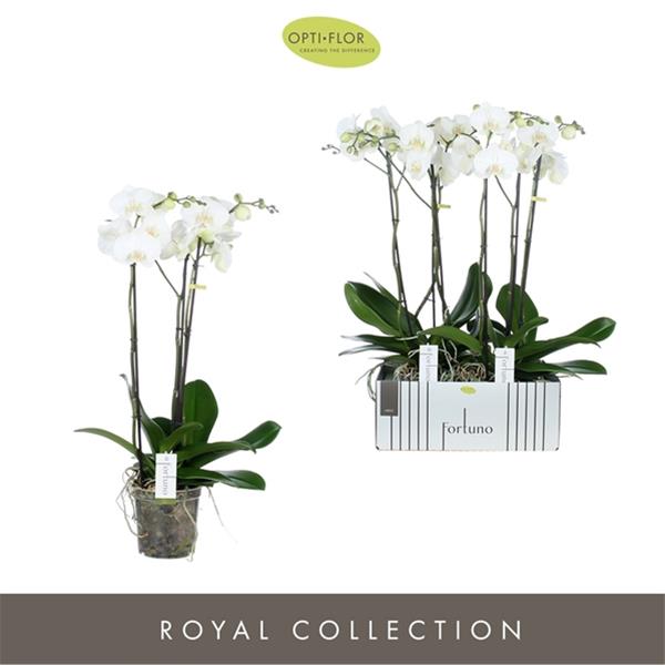 Phalaenopsis hybrida Fortuno Largo
