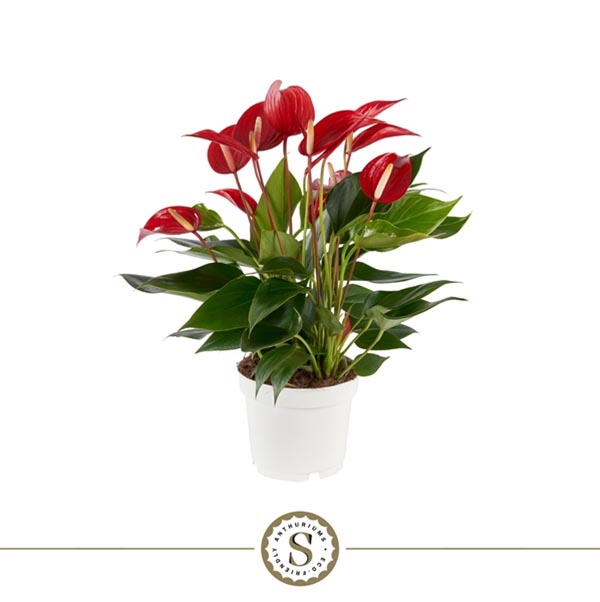 Anthurium andreanum Mille Fleurs Roja
