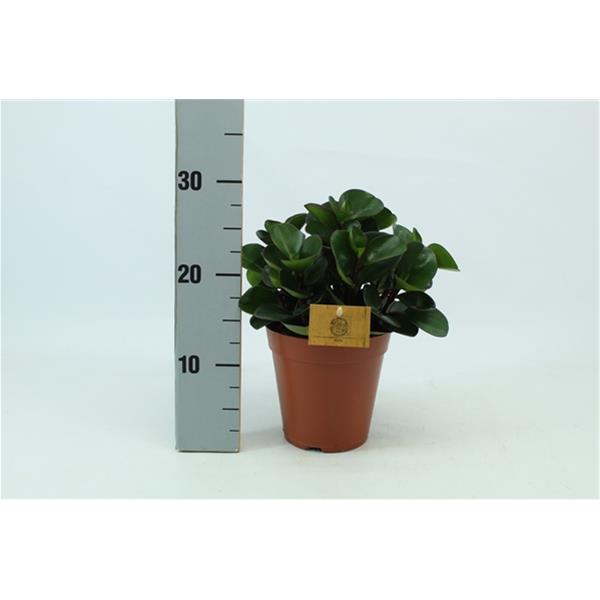 Peperomia hybrida Burning Bush