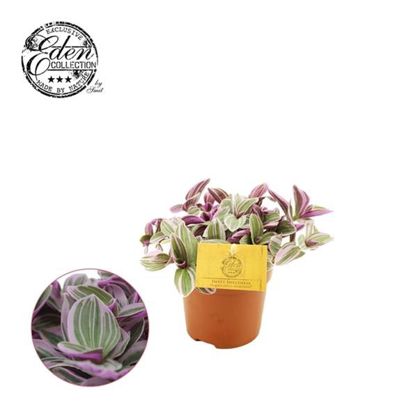 Tradescantia zebrina Sweetness