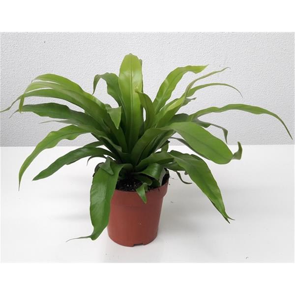Asplenium antiquum