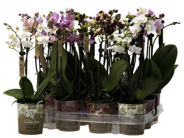 Phalaenopsis hybrida Multiflora Mixtray