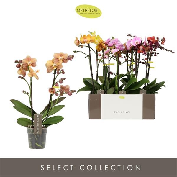 Phalaenopsis hybrida Multiflora Exclusivo Mix