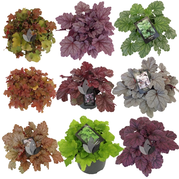 Heuchera hybrida Mixlage