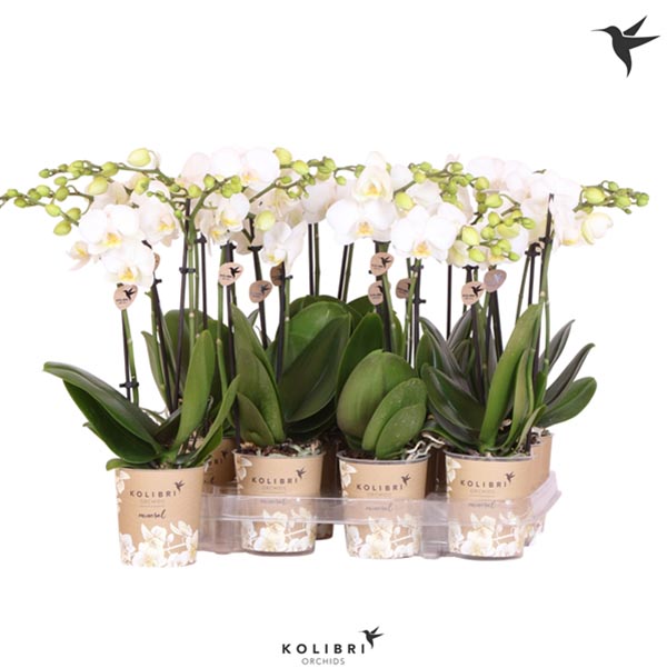 Phalaenopsis hybrida Multiflora Weiss