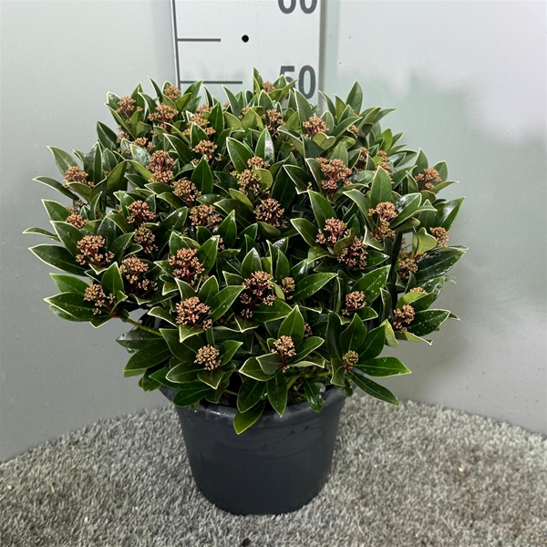 Skimmia japonica Antarctica