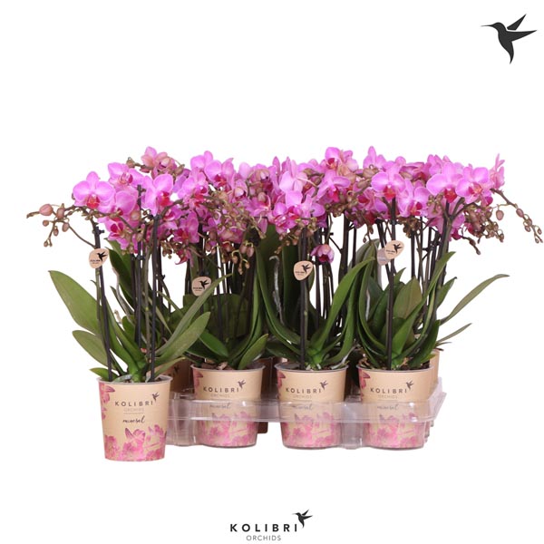Phalaenopsis hybrida Multiflora Violett