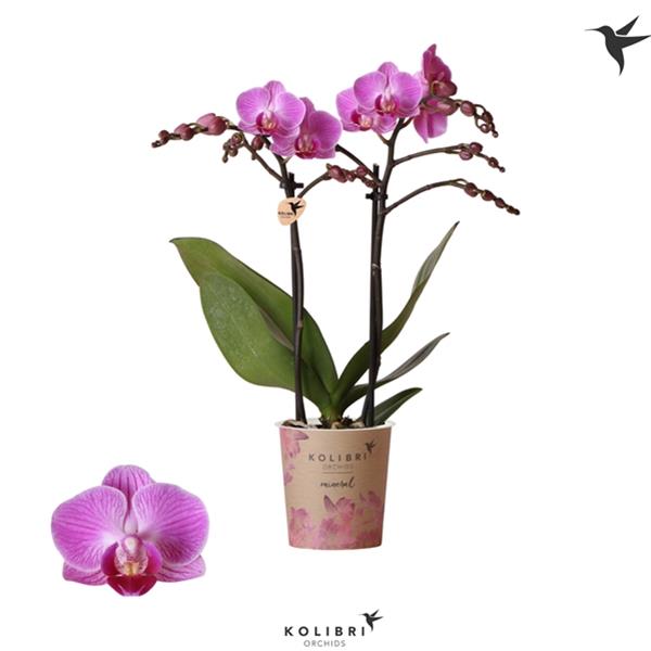 Phalaenopsis hybrida Multiflora Vienna