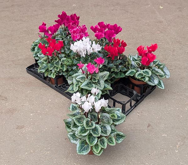 Cyclamen persicum Da Vinci Mix
