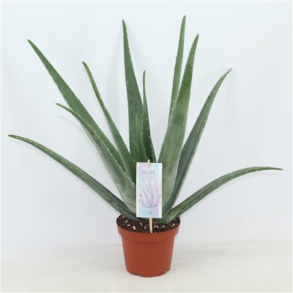 Aloe vera Barbadensis