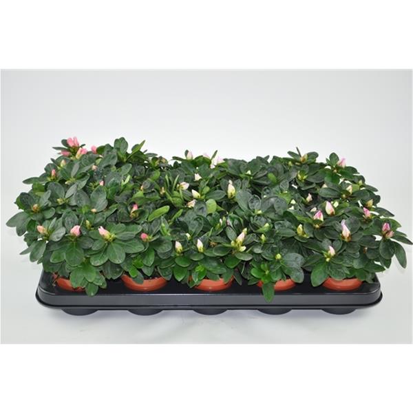 Azalea simsii MIX
