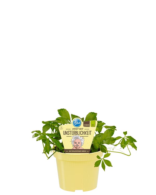 Gynostemma pentaphyllum Bio-Kraut der Unsterblichkeit