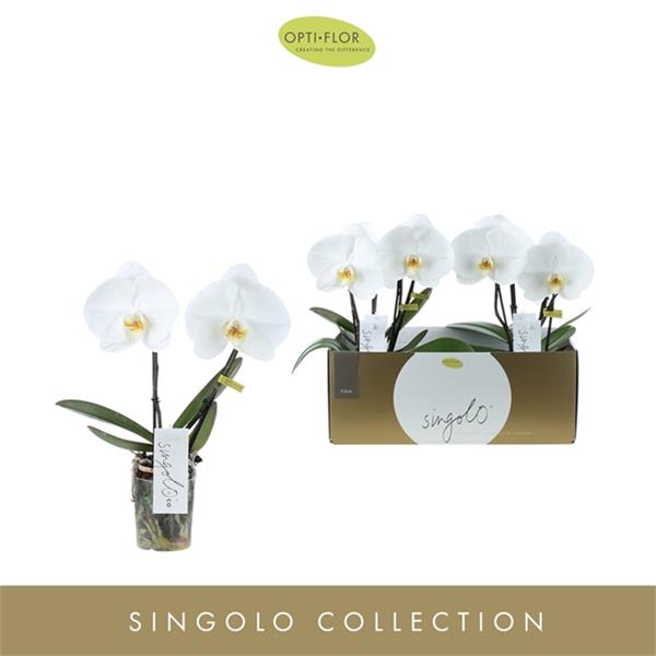 Phalaenopsis hybrida Singolo & Co Tosha