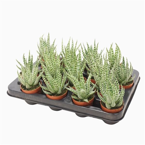 Aloe humilis