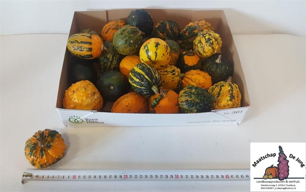 Cucurbita pepo Kürbis Wratten Mix
