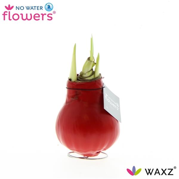 Amaryllis bella-donna Wax Red R.B.