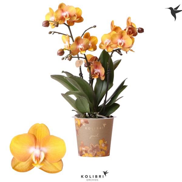 Phalaenopsis hybrida Jewel Las Vegas