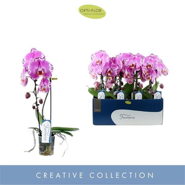 Phalaenopsis hybrida Fontano Swarosvki