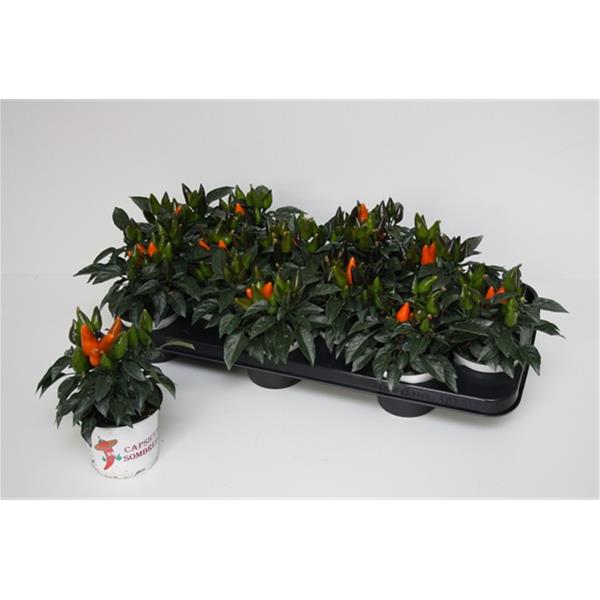 Capsicum annuum Favorit Orange