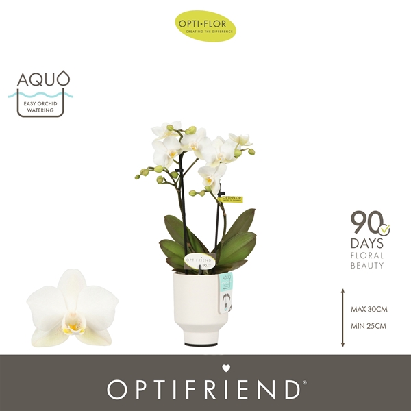 Phalaenopsis hybrida Sandra In Emilia White Aquo
