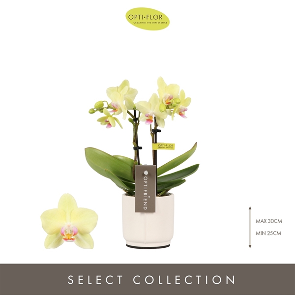Phalaenopsis hybrida Lena In Piemonte White