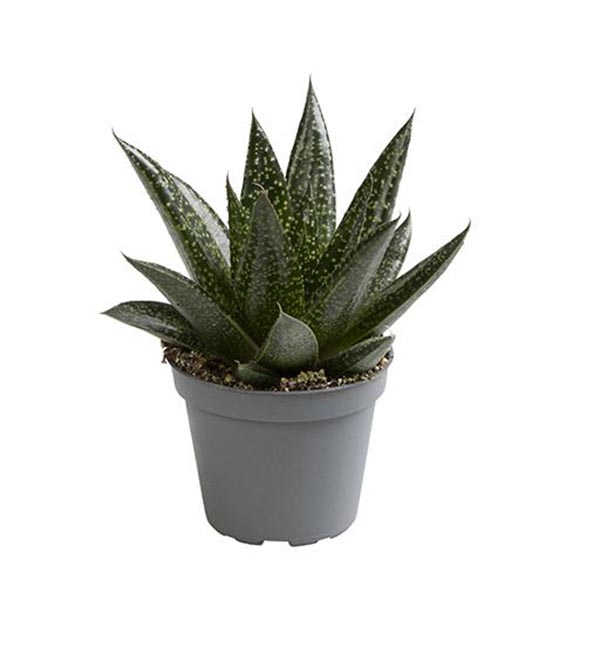 Aloe hybrida Due