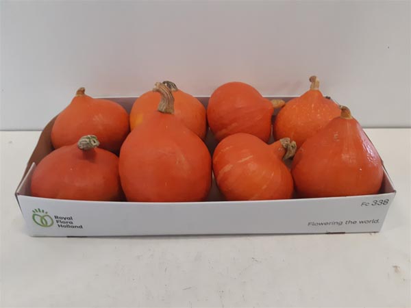 Cucurbita pepo Kürbis Red Kuri Plant