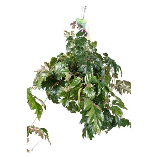 Cissus rhombifolia Ellen Danica