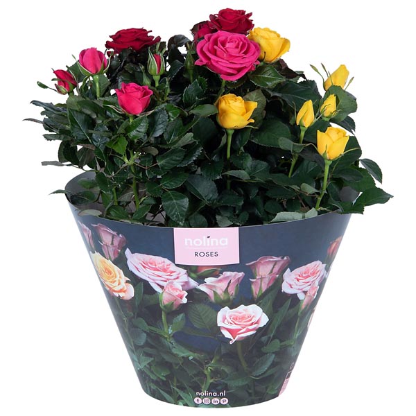Rosa hybrida Carnaval