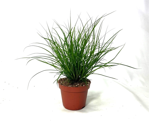 Carex brunnea