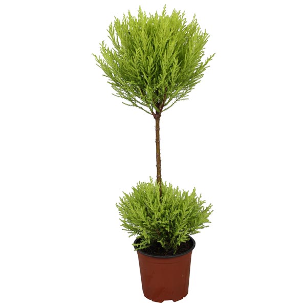 Cupressus sempervirens Goldcrest Wilma Duo
