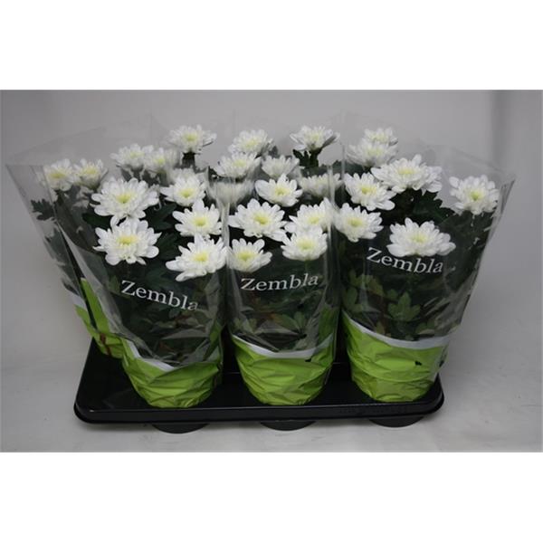 Chrysanthemum indicum Zembla Weiss
