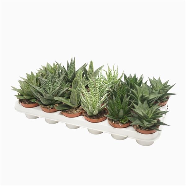 Aloe hybrida Mix
