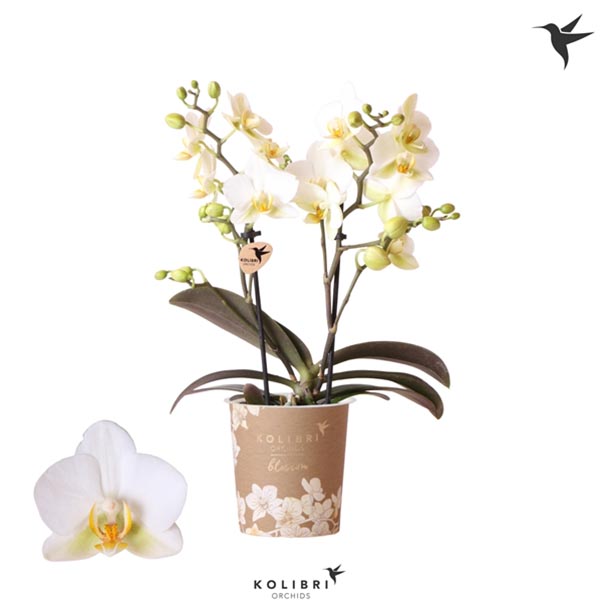 Phalaenopsis hybrida Multiflora Lausanne