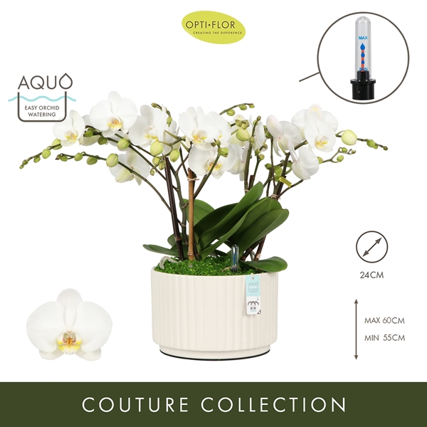 Phalaenopsis hybrida Bambuso Inyo Molise White Aquo Xl