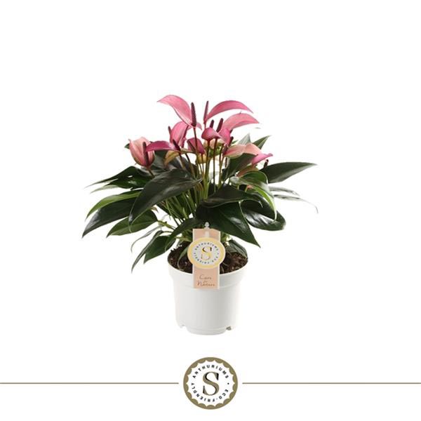 Anthurium andreanum Zizou