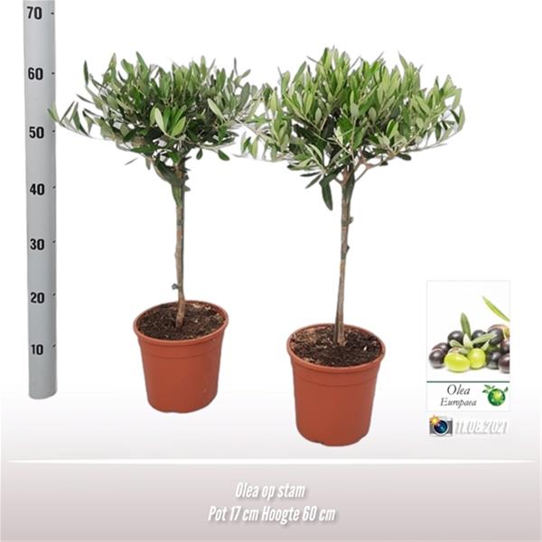 Olea europaea