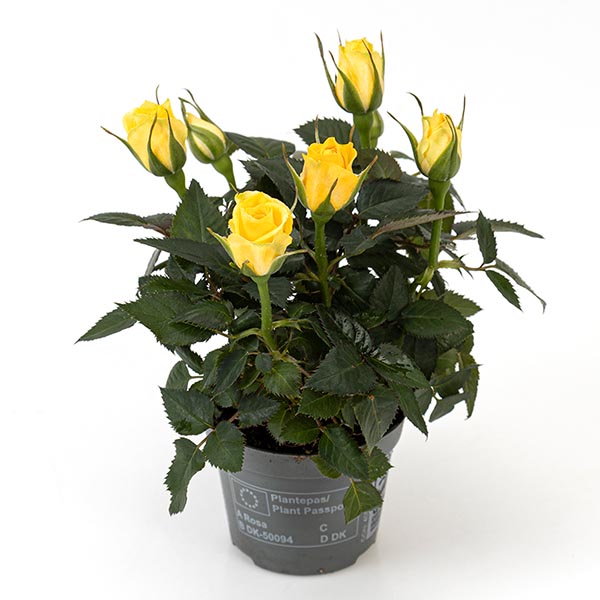 Rosa hybrida gelb