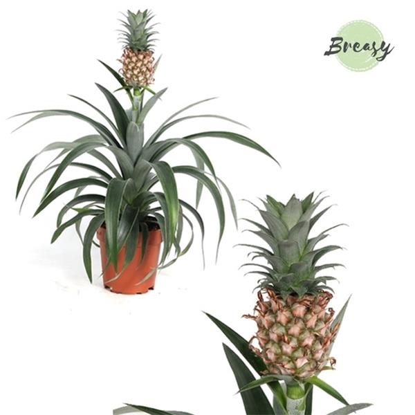 Ananas comosum Mi Amigo