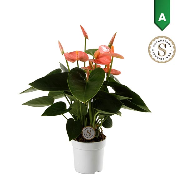 Anthurium andreanum Spirit