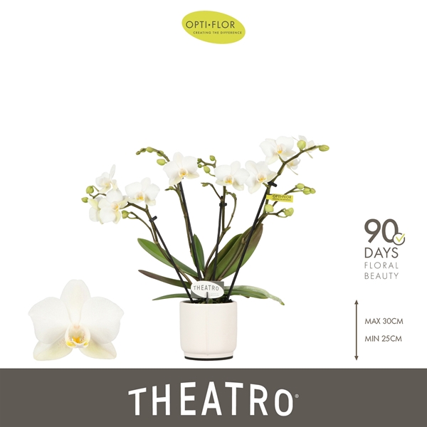 Phalaenopsis hybrida Theatro In Piemonte White